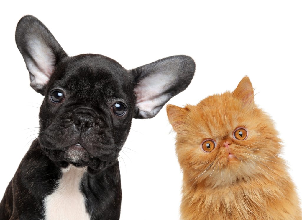 Olejki z fitozwiązkami dla zwierząt – na co pomagają?